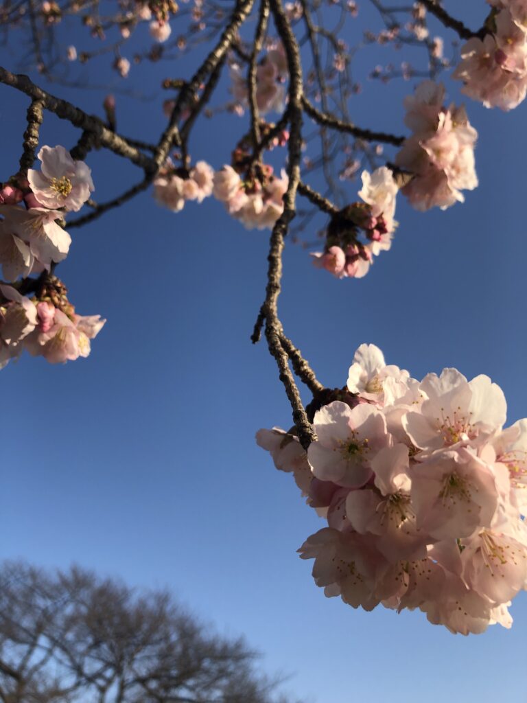 多摩川沿いの桜