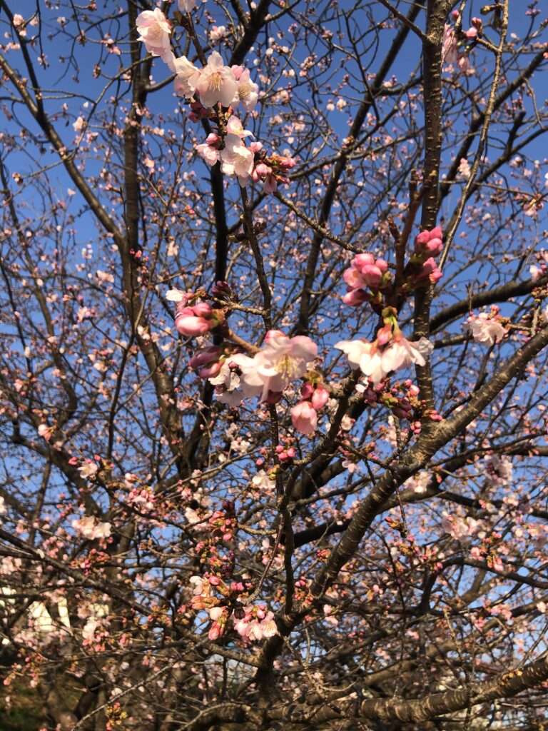 多摩川沿いの桜