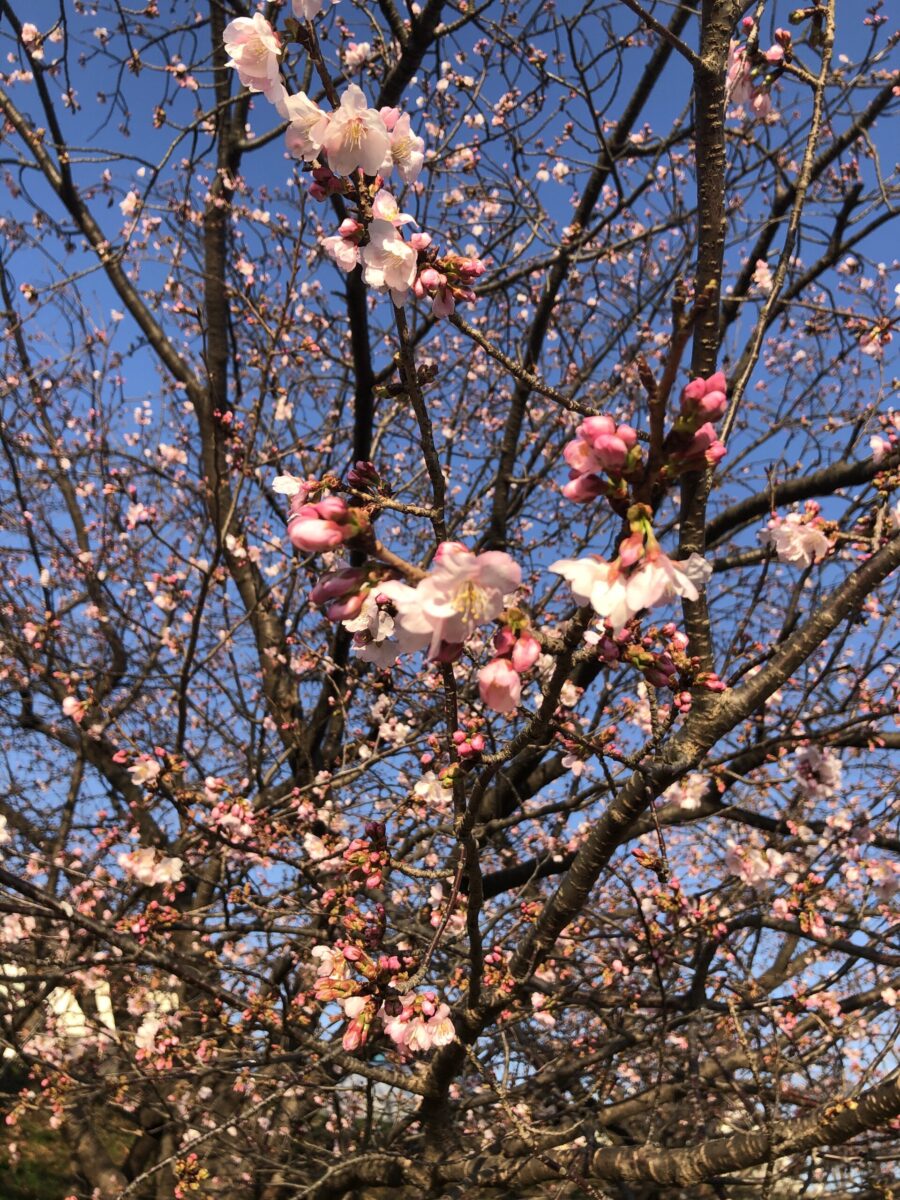 二子玉川 多摩川の早咲き桜 二子玉川のあんてな