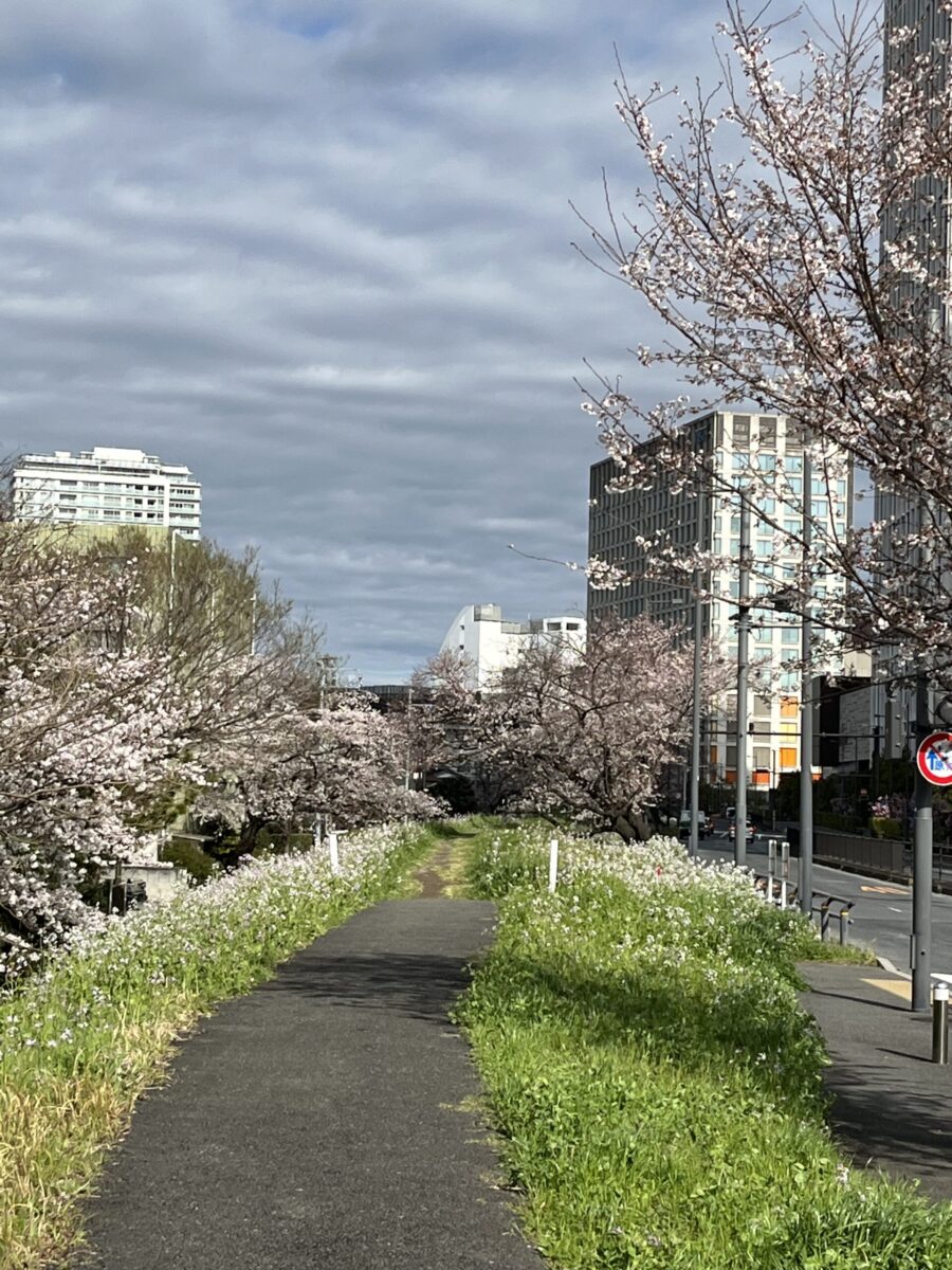 玉堤通りの桜並木