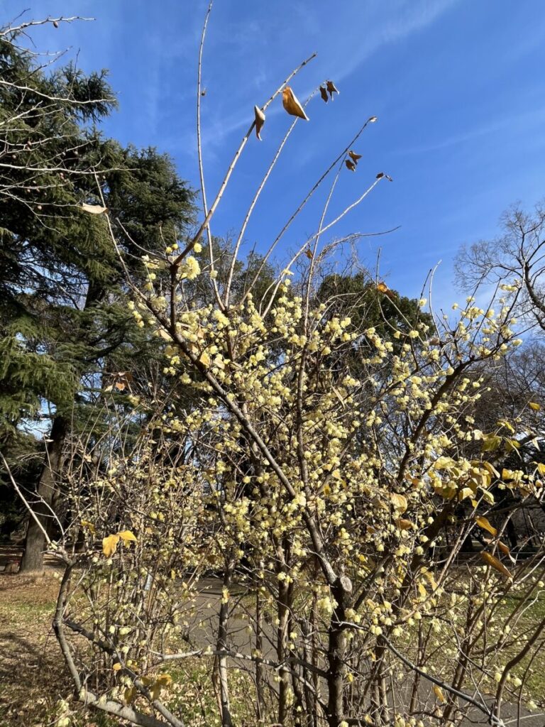 砧公園の8分咲きの蝋梅（ロウバイ）