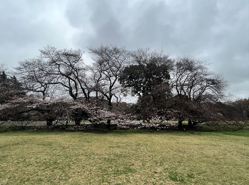 砧公園ファミリーパークの桜