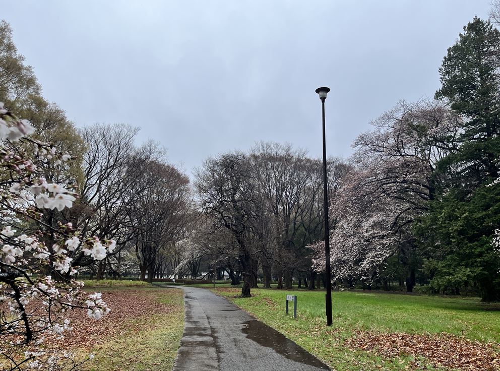 砧公園ファミリーパークの桜