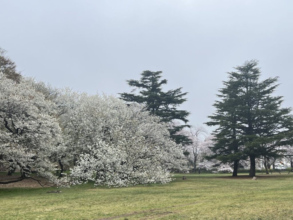 砧公園ファミリーパークの満開の桜