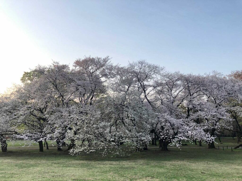 満開の時の砧公園ファミリーパークの桜