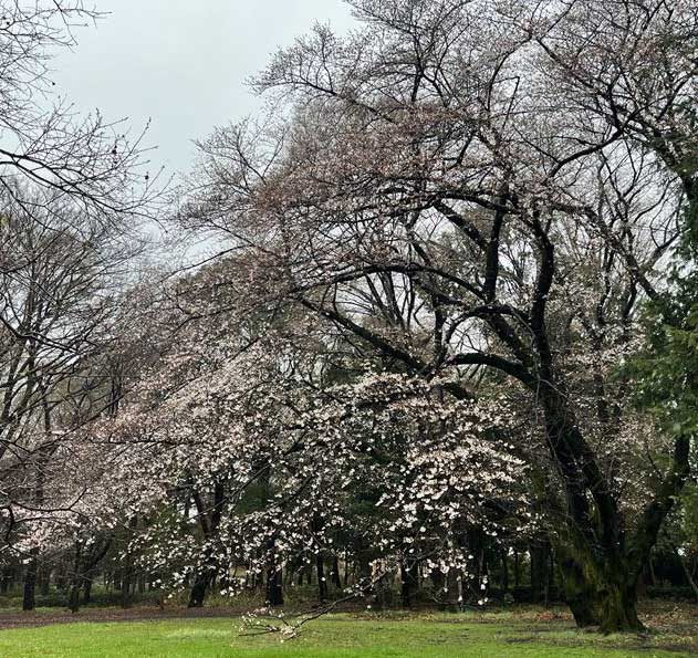 2023年3月18日の砧公園の桜