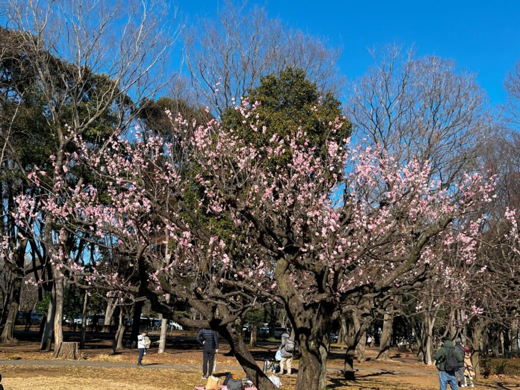 砧公園梅園　５分咲きの梅