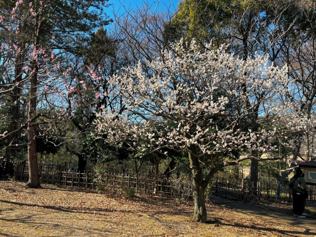 砧公園梅園ファミリーパーク横の満開の梅