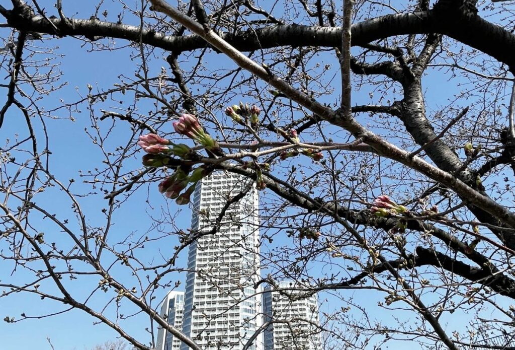 二子玉川公園の桜