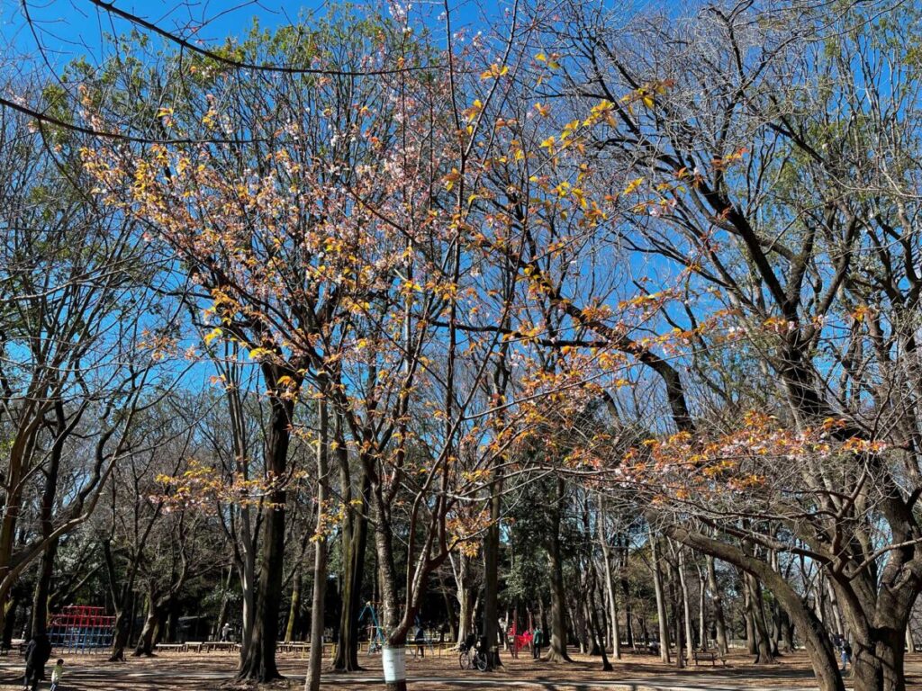 砧公園の蜂須賀桜の散り初め