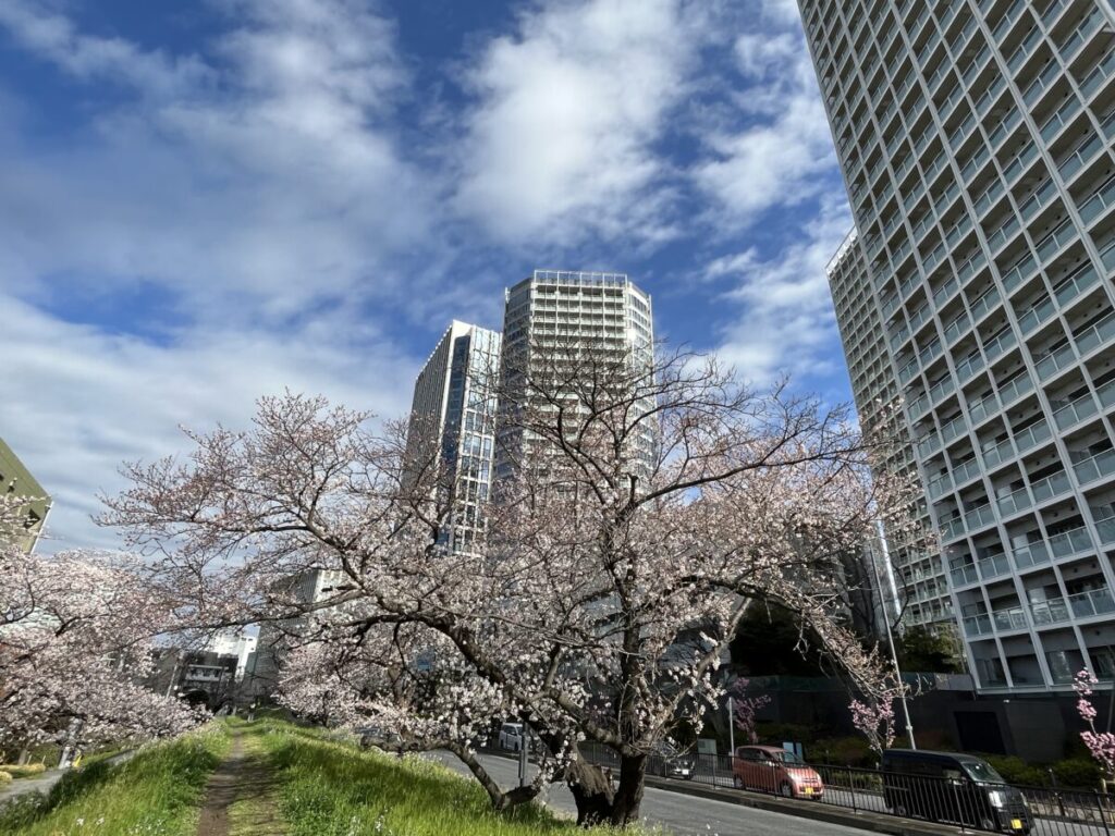 二子玉川の桜並木