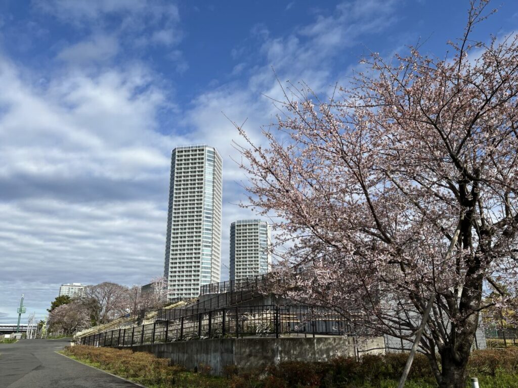 二子玉川公園付近の桜