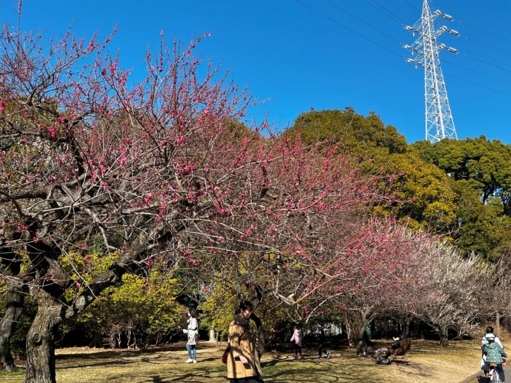 2024年3月2日の駒沢公園梅園の梅