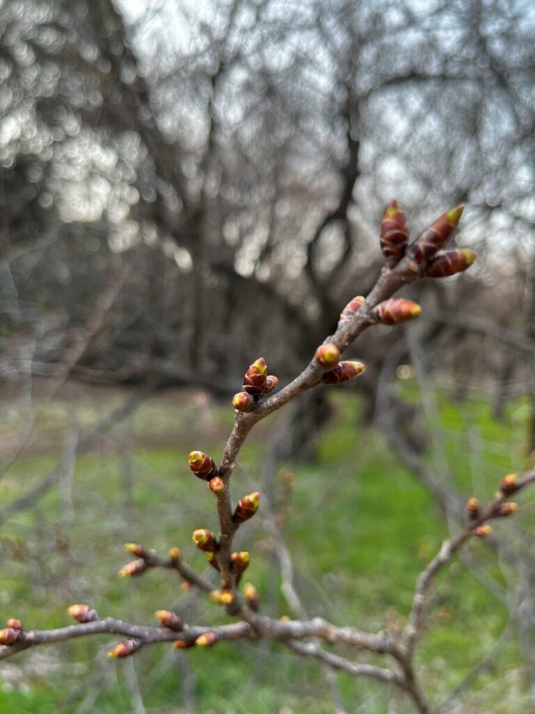 砧公園ファミリーパークの桜のつぼみ