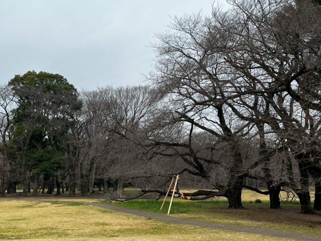 砧公園ファミリーパークの桜はまだつぼみのまま