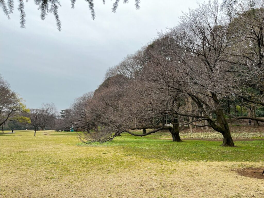 砧公園ファミリーパークの桜はまだつぼみのまま