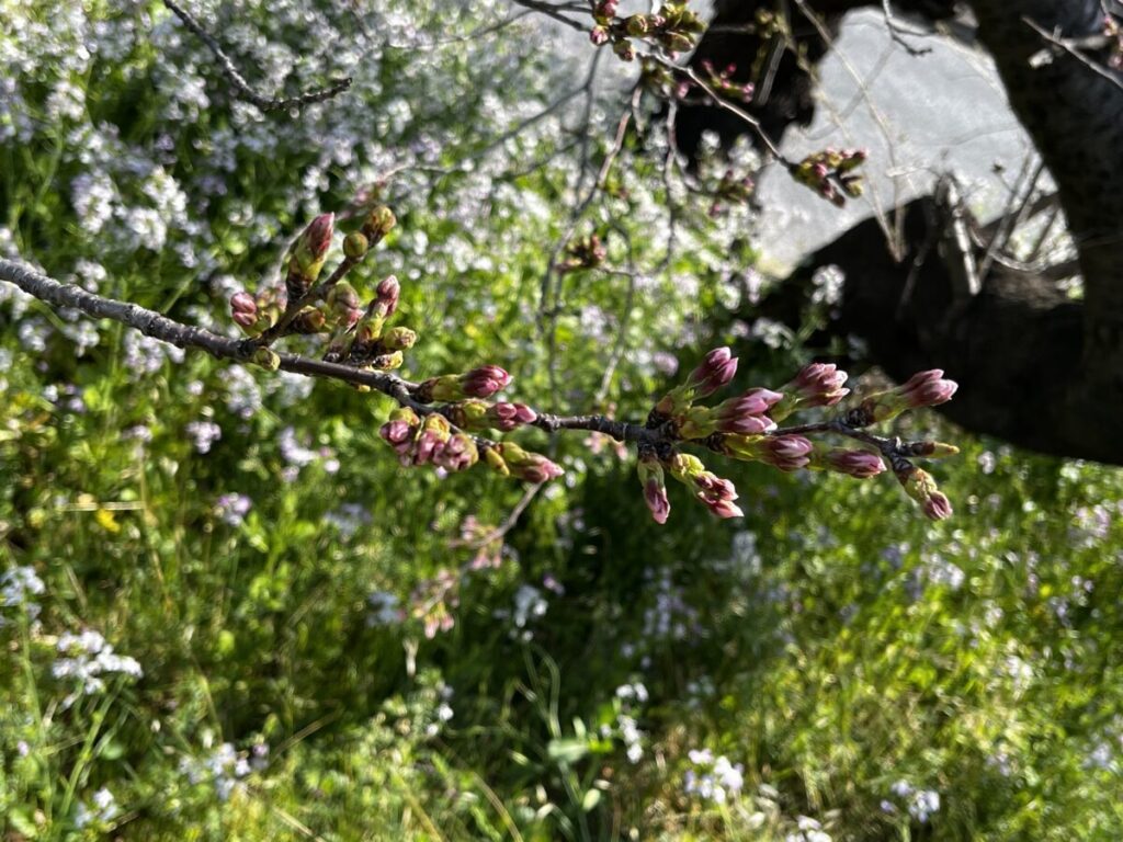 多摩川旧堤防沿いの桜並木