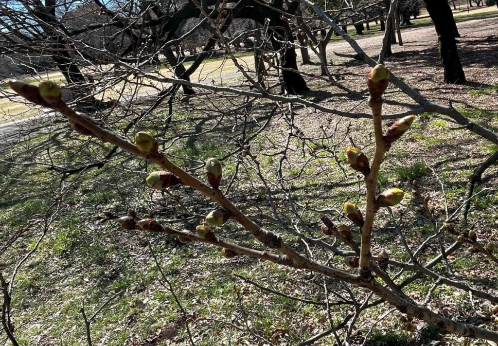 固いつぼみの砧公園の桜