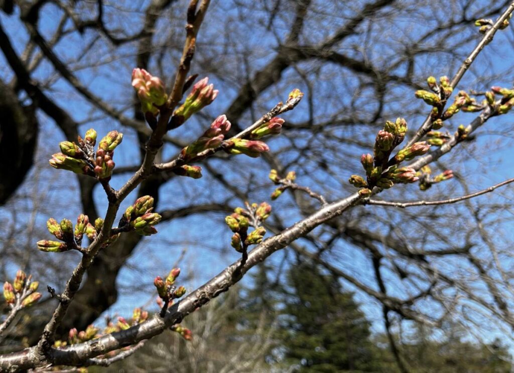 ファミリーパークのつぼみの桜