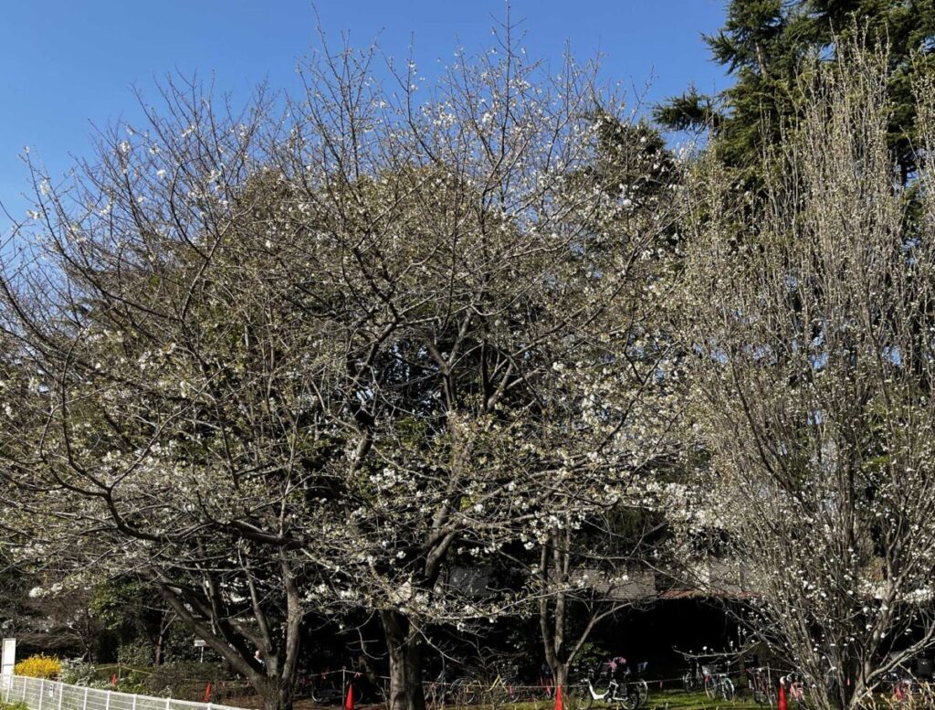 ファミリーパークの三分咲きの桜