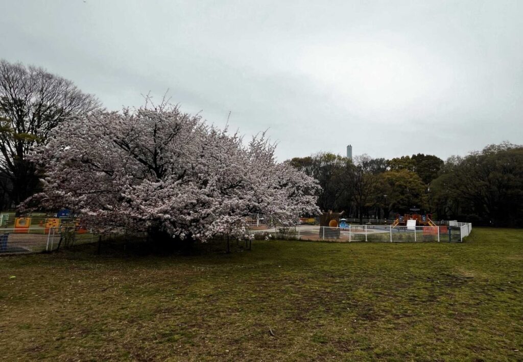 2024年4月6日の砧公園のみんなの広場の満開の桜