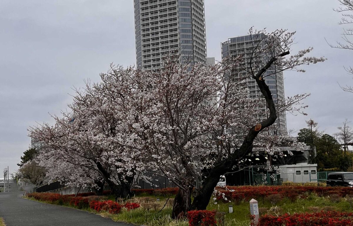 2024年4月6日の二子玉川の桜が満開