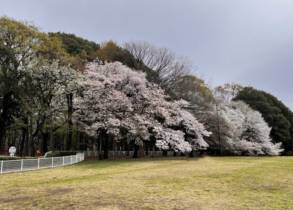 砧公園の満開の桜