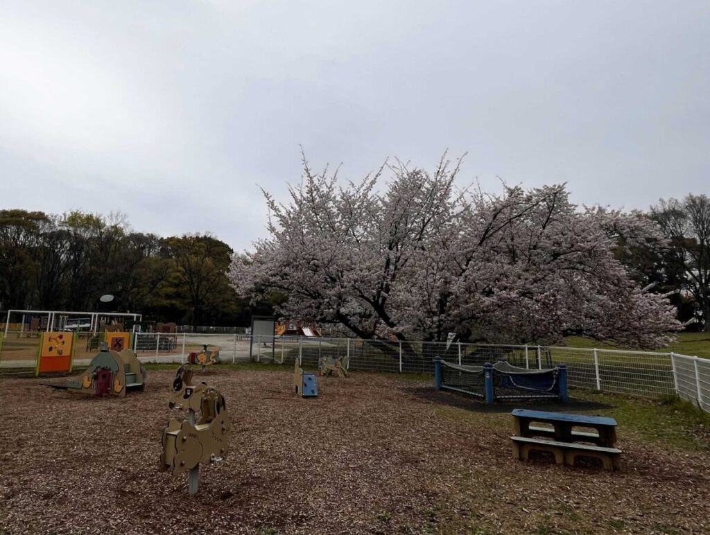 2024年4月6日の砧公園のみんなの広場の満開の桜