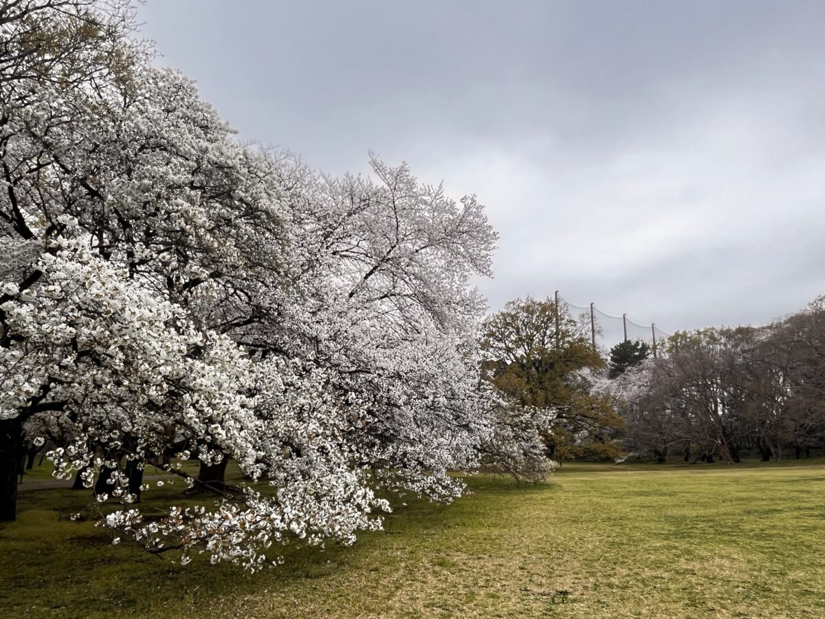 2024年4月6日の砧公園ファミリーパークの満開の桜