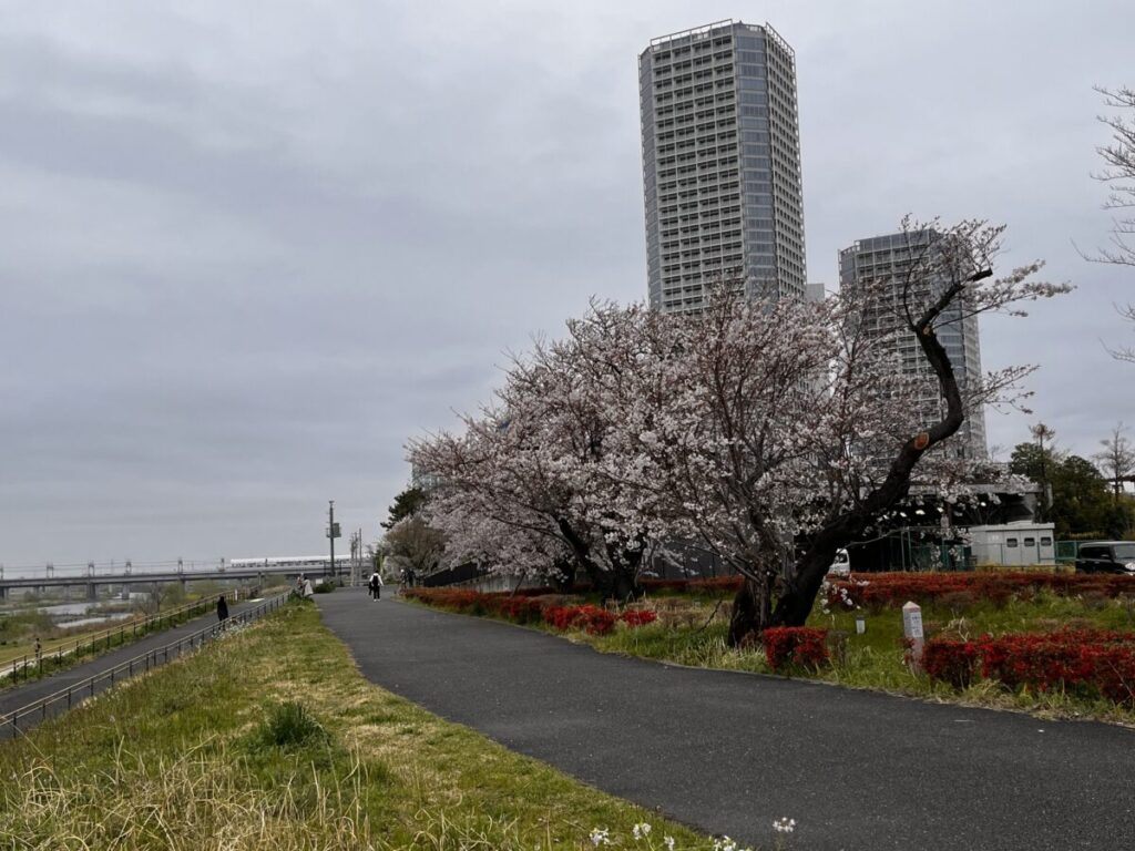 2024年4月6日の二子玉川の満開の桜