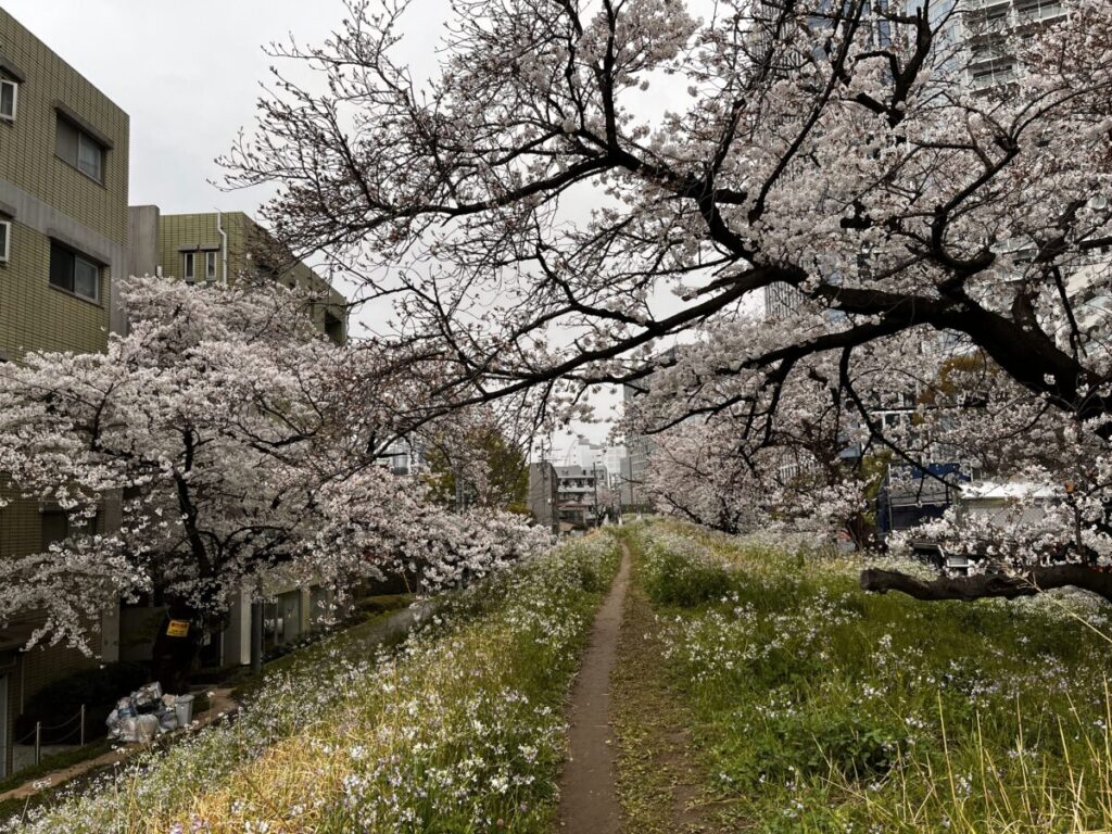 2024年4月6日の二子玉川の満開の桜