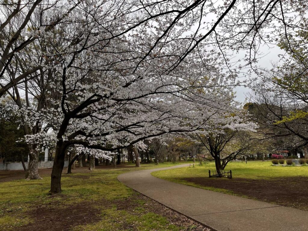 2024年4月6日の砧公園の芝生広場の満開の桜