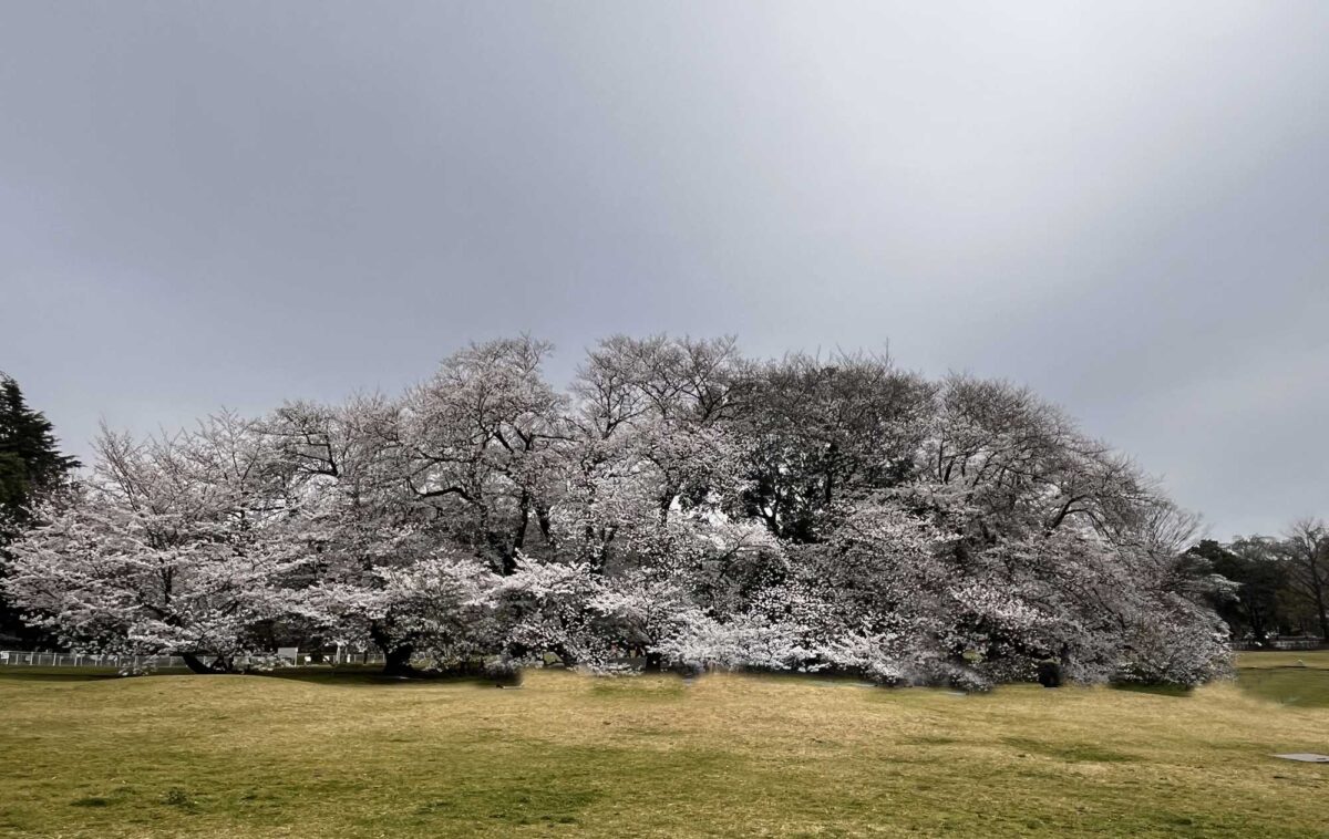 砧公園の満開の桜