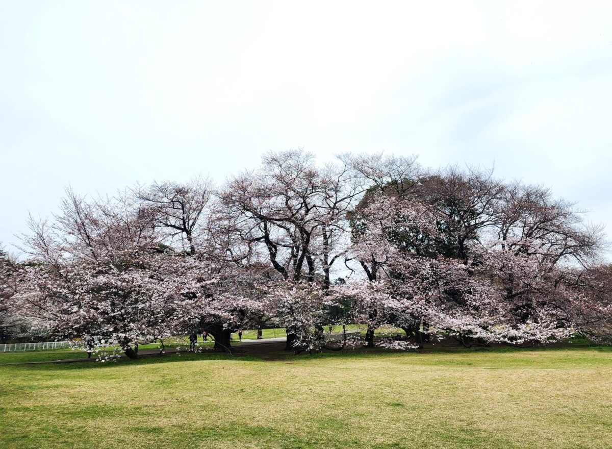 20204年4月2日の砧公園の桜
