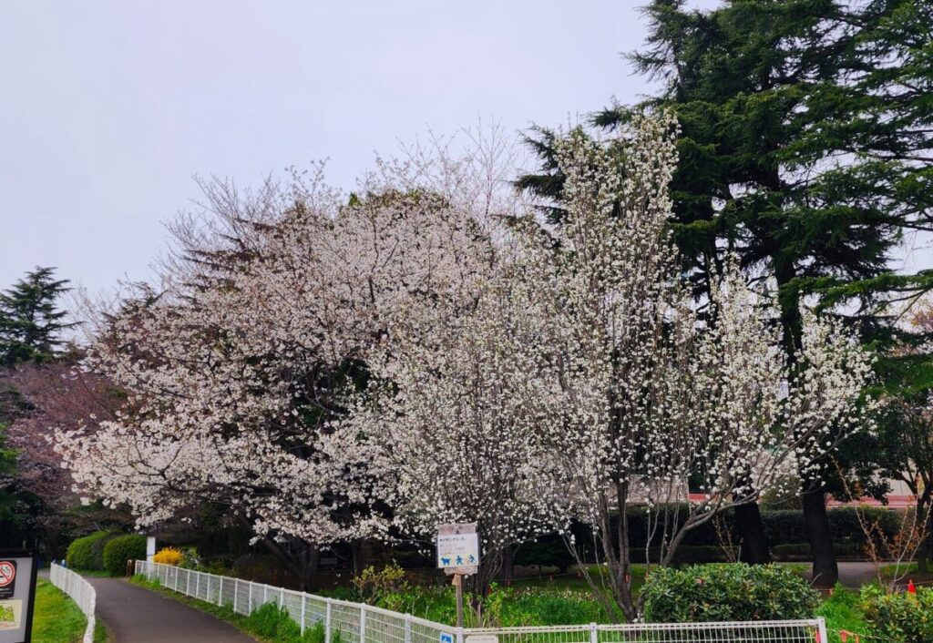 ファミリーパーク入り口付近の桜は満開