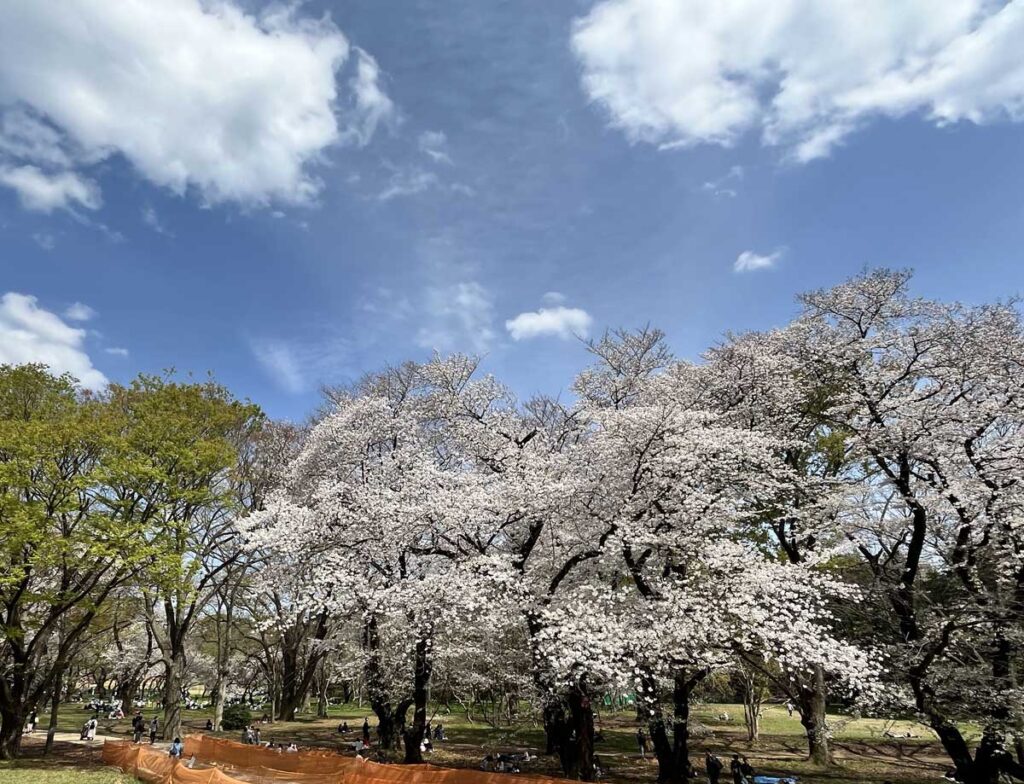 2025年4月5日の砧公園の満開の桜