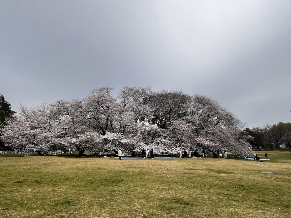 砧公園の満開の桜