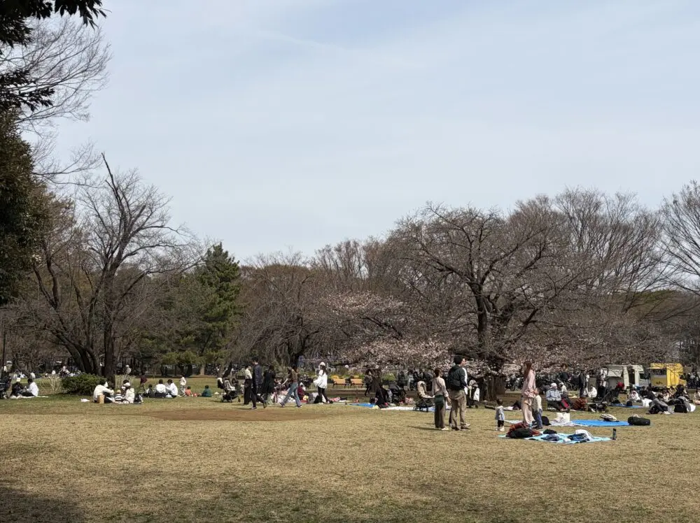 砧公園芝生広場の桜