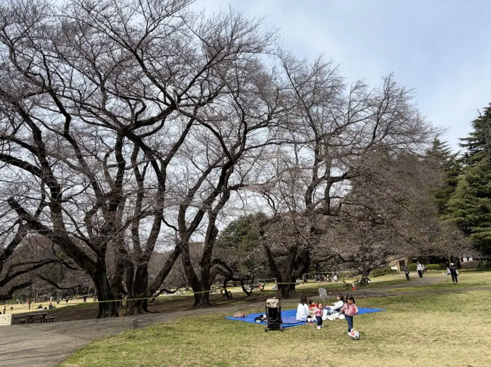砧公園ファミリーパーク東側の桜の開花状況