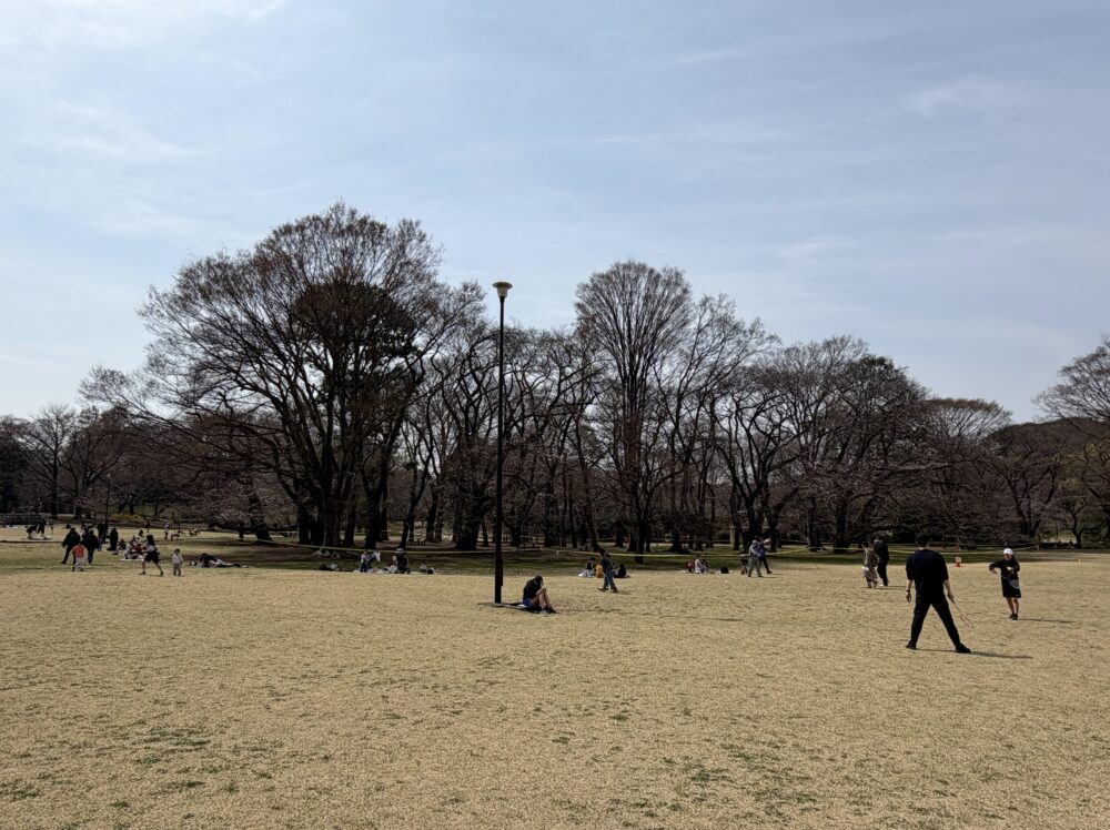 2026年3月22日の砧公園ファミリーパークの桜の開花状況