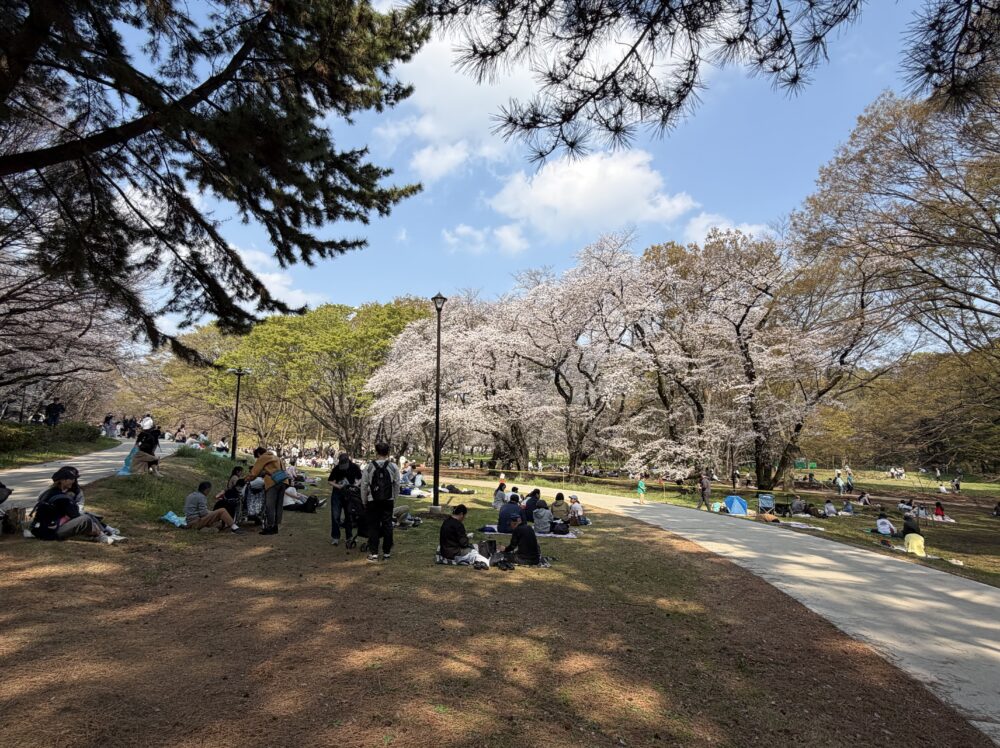 砧公園の満開の桜