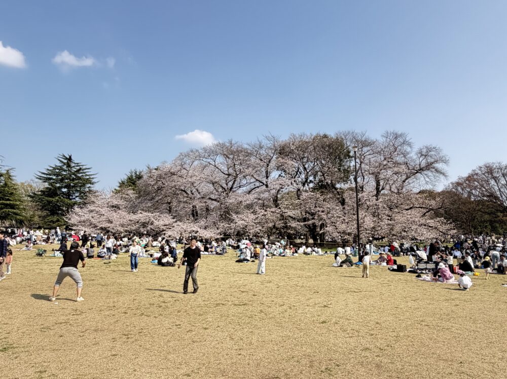 砧公園ファミリーパークの満開の桜