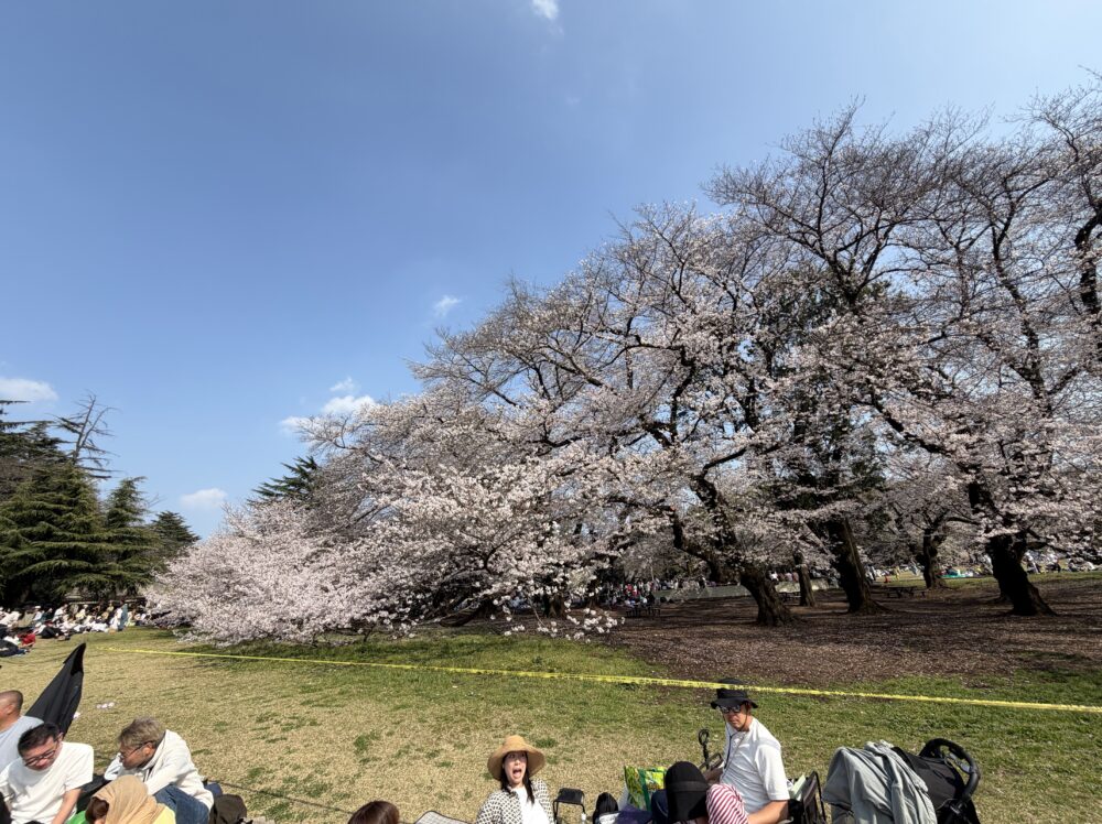 砧公園ファミリーパークの満開の桜